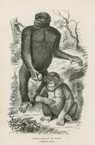 Nshiego Mbouve e Young, Troglodytes Calvu de English School