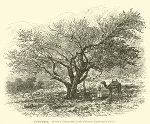 Nubk-Tree de English School