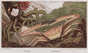 Porca-Caranguejo, Caranguejo Anguloso (cor litho) de English School