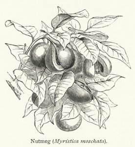 Noz-moscada (Myristica moschata) (gravura) de English School