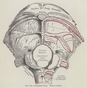 Osso occipital, superfície exterior (gravura) de English School
