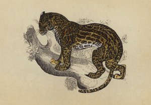 Jaguatirica (litografia a cores) de English School