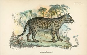 Ocelot [Variedade] de English School