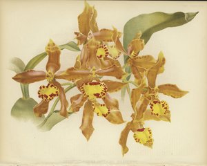 Odontoglossum insleayi splendens