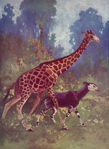 Okapi e girafa