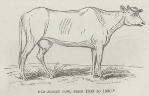 Velha vaca de Jersey, de 1800 a 1830 (gravura) de English School