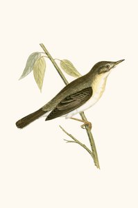 Toutinegra Olivácea, ilustração de "Uma História das Aves da Europa Não Observadas nas Ilhas Britânicas", de Charles Robert Bree (1811-1886), publicada em 1867 de English School