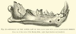 Metade da mandíbula inferior do Leão das Cavernas (Felis spelaea), parcialmente quebrada de English School