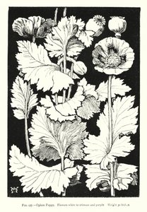 Papoila de ópio; Flores de branco a carmesim e púrpura; Altura 30 polegadas (gravação) de English School