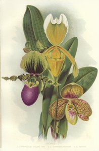 Orquídeas