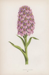 Orchis Foliosa (cor litho) de English School