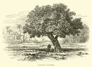 Árvore de figo oriental de English School