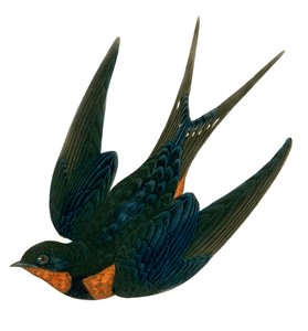 Andorinha-das-chaminés orientais (gravura a cores) de English School