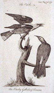 Oriole, da 