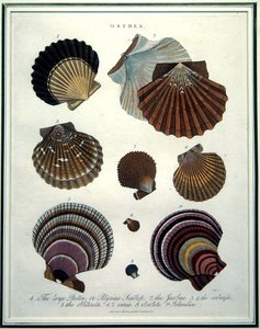 Ostrea, ilustração da 