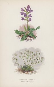 Oxytropis pyrenaica; Arenaria Verna (cor litho) de English School