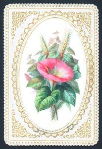 Flor cor-de-rosa do petúnia, cartão de English School