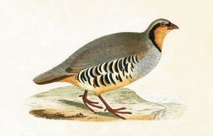 P Graeca, Var, ilustração de "Uma História das Aves da Europa Não Observadas nas Ilhas Britânicas", de Charles Robert Bree (1811-1886), publicada em 1867