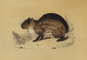 Paca (cor litho) de English School