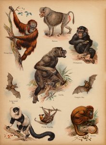 Página da História Natural do Retrato dos Pequenos, c 1900 (cromolito) de English School