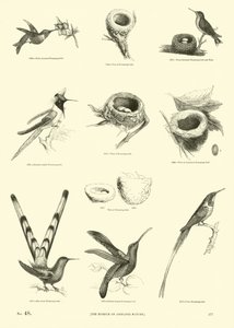 Página de The Pictorial Museum of Animated Nature