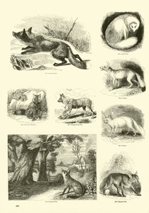 Página de The Pictorial Museum of Animated Nature