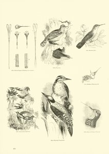 Página de The Pictorial Museum of Animated Nature