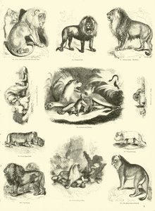 Página de The Pictorial Museum of Animated Nature de English School