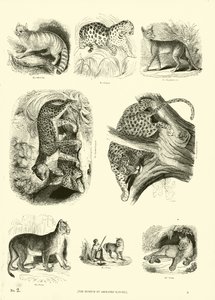 Página de The Pictorial Museum of Animated Nature