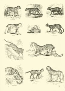Página de The Pictorial Museum of Animated Nature