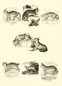 Página de The Pictorial Museum of Animated Nature