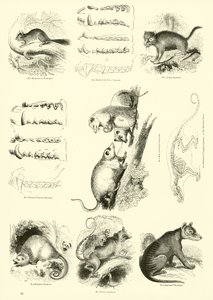 Página de The Pictorial Museum of Animated Nature