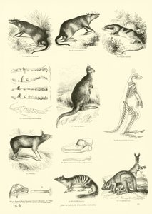 Página de The Pictorial Museum of Animated Nature