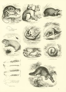 Página de The Pictorial Museum of Animated Nature