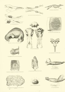 Página de The Pictorial Museum of Animated Nature