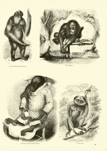 Página de The Pictorial Museum of Animated Nature