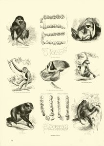 Página de The Pictorial Museum of Animated Nature de English School