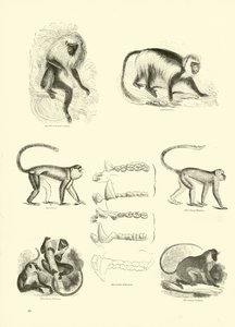 Página de The Pictorial Museum of Animated Nature