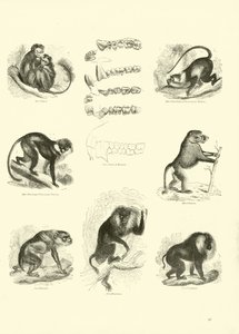 Página de The Pictorial Museum of Animated Nature