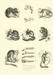 Página de The Pictorial Museum of Animated Nature