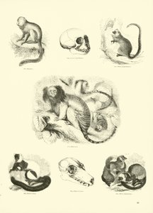 Página de The Pictorial Museum of Animated Nature de English School