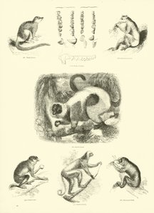 Página de The Pictorial Museum of Animated Nature