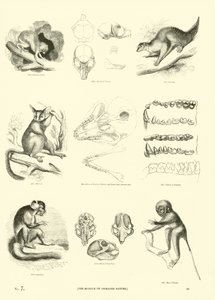 Página de The Pictorial Museum of Animated Nature