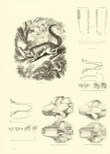 Página de The Pictorial Museum of Animated Nature