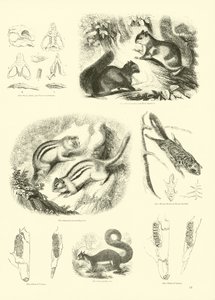 Página de The Pictorial Museum of Animated Nature