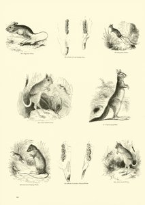 Página de The Pictorial Museum of Animated Nature