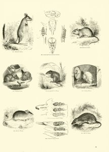 Página de The Pictorial Museum of Animated Nature de English School