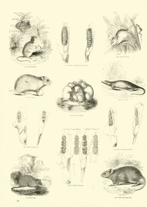 Página de The Pictorial Museum of Animated Nature de English School