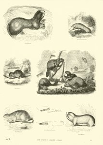 Página de The Pictorial Museum of Animated Nature