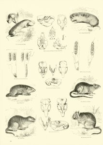 Página de The Pictorial Museum of Animated Nature